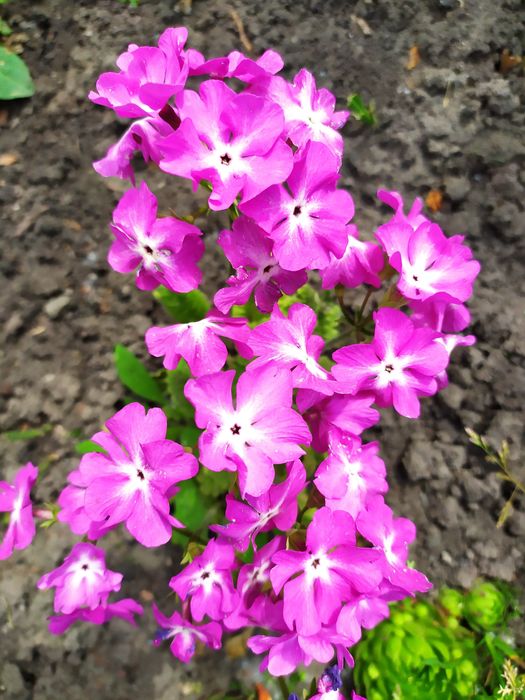 Коврики на гірку, хоста, армерія, примула, кам'яна роза молодило.