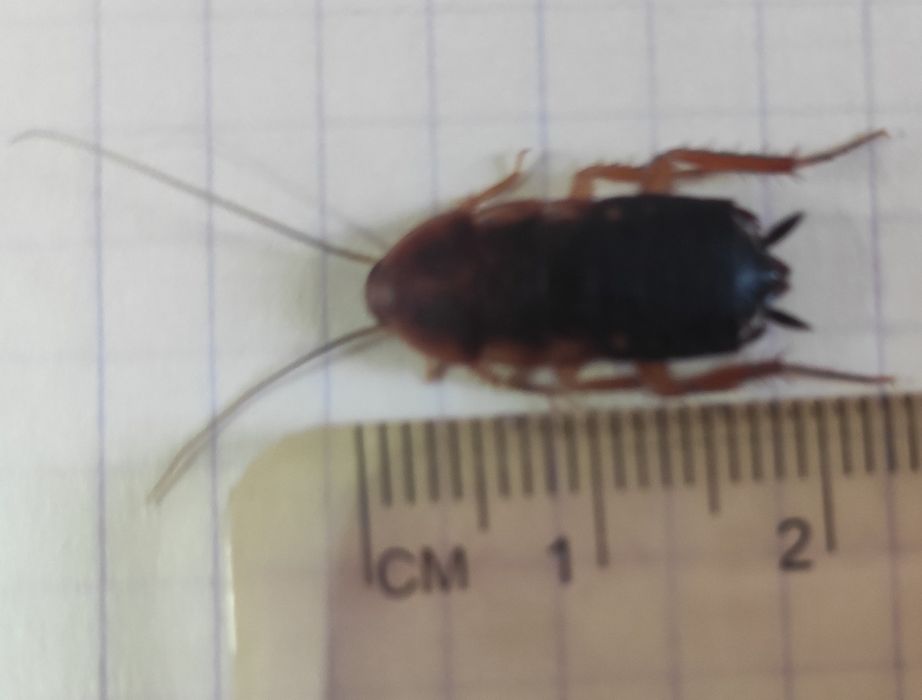 Туркменские тараканы.