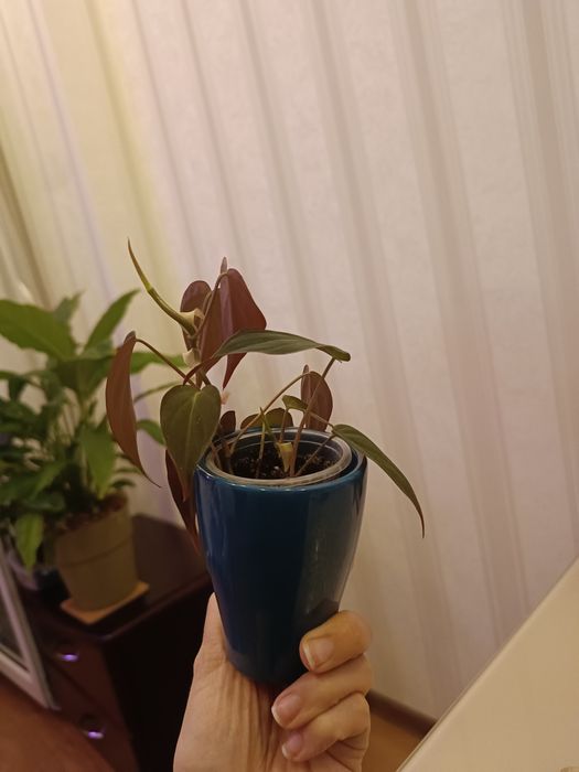 Філодендрон Міканс