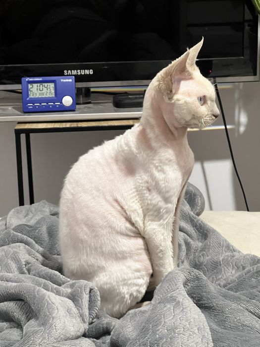 Reproduktor Devon Rex - grupa krwi B