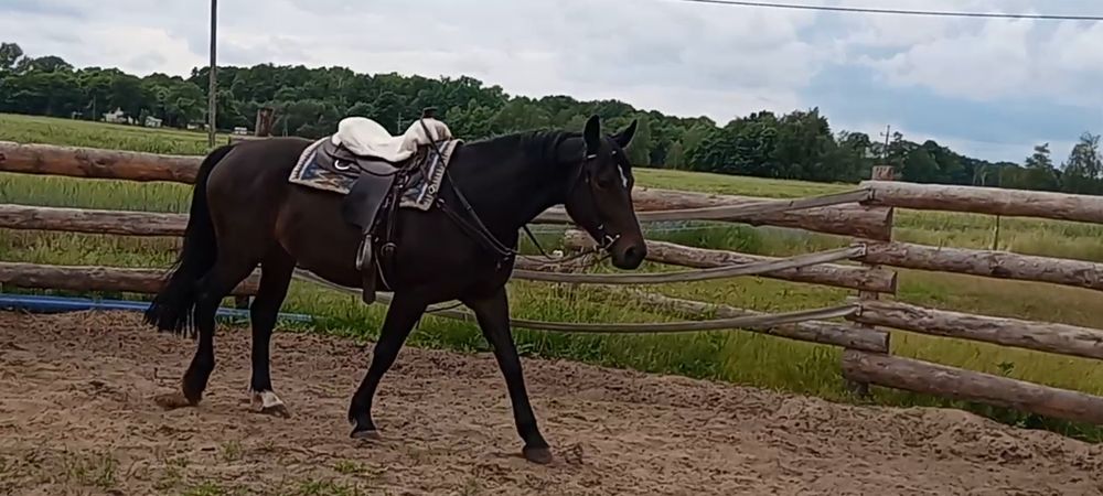 Sprzedam klacz 5 lat pks