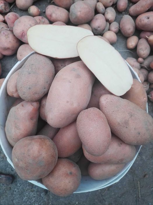 картопля(картошка)насіннева посадкова славянка