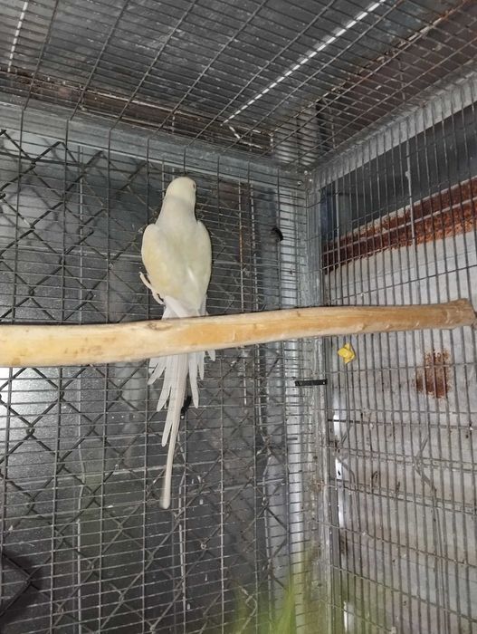 Ring necks para troca