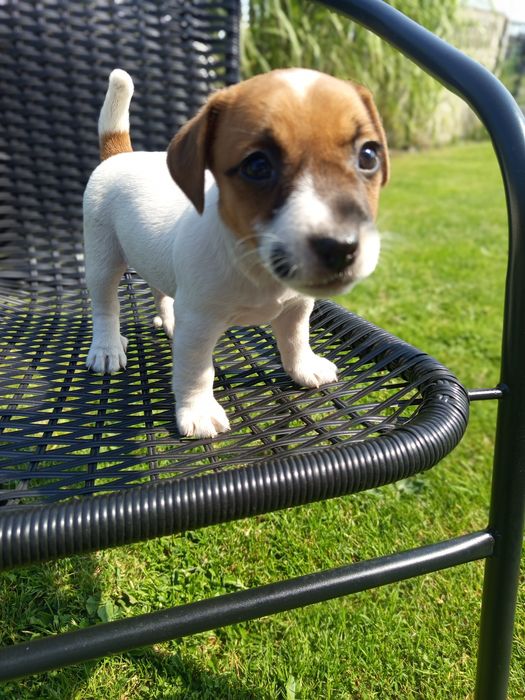 Jack Russell Terrier