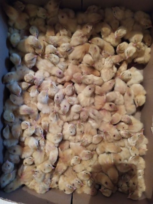 Перепела породы Техасский белый бройлерный