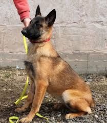 Шикарная Малинуа