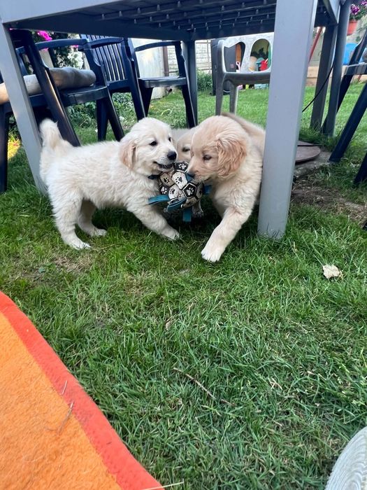 Golden Retriever