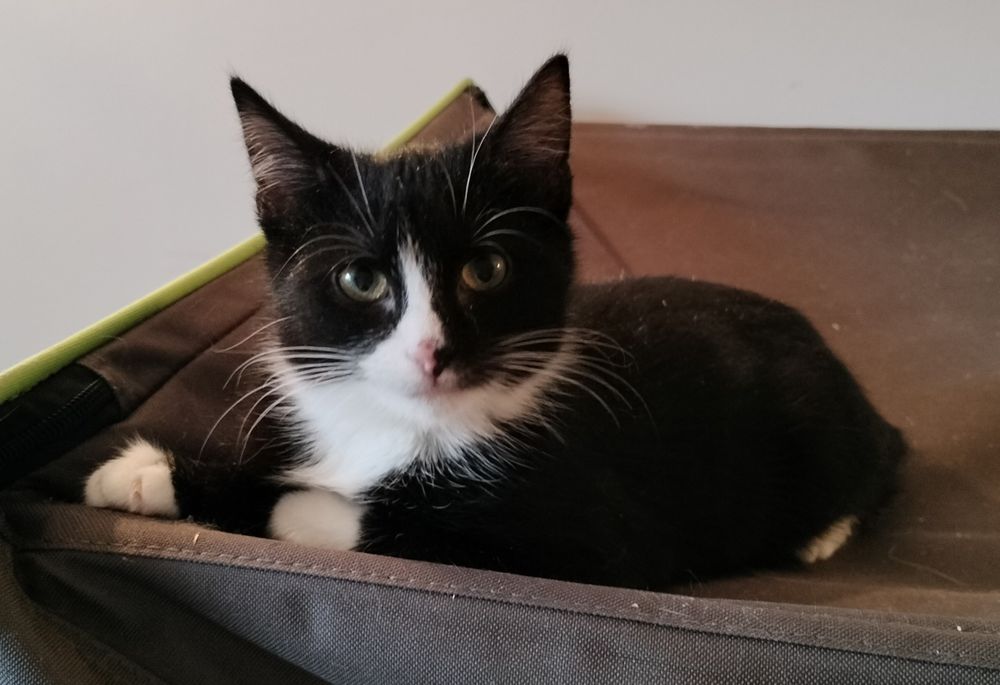 Kotki szukają domów