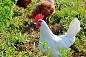 Kury NIOSKI z wolnego wybiegu ! Rosa Messa Tetra Leghorn ! Dowóz !