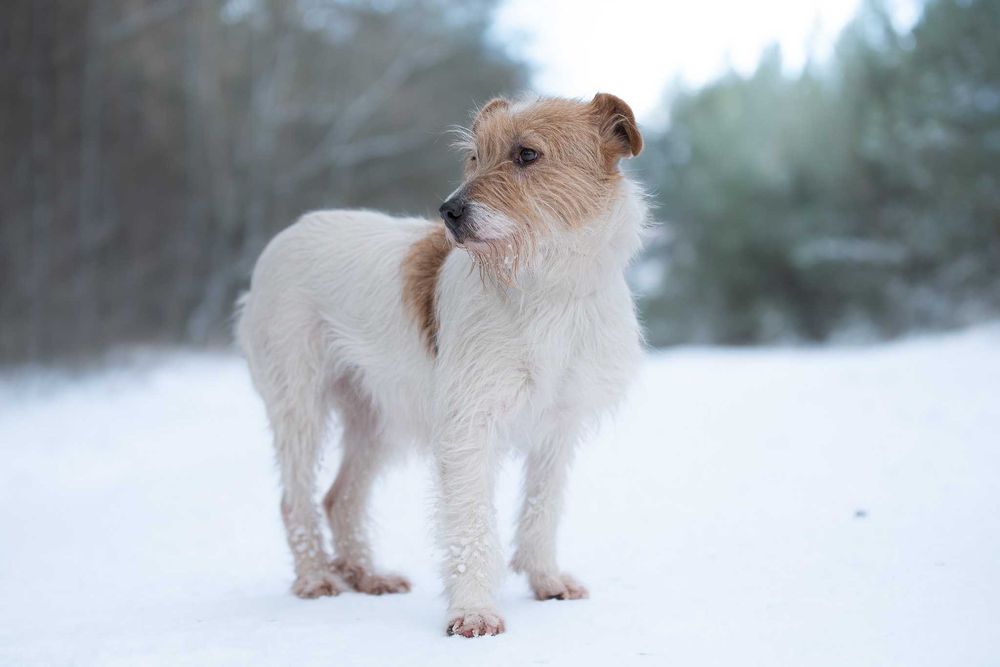 Piękna delikatna sunia Astrid w typie terrier szuka kochającego domu