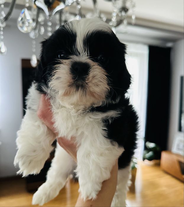 Shih Tzu biało-czarny Keks przecudnej urody !!!