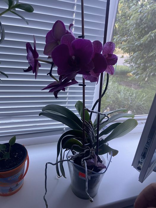 Орхідея з квітами і без