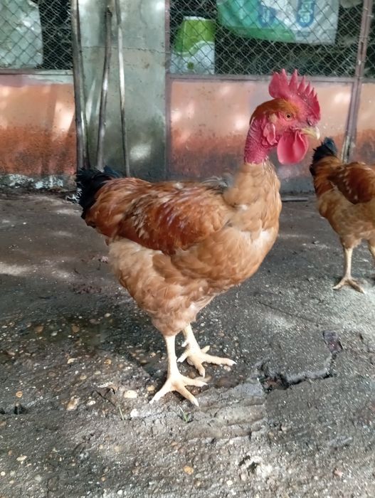 Frangos Caseiros