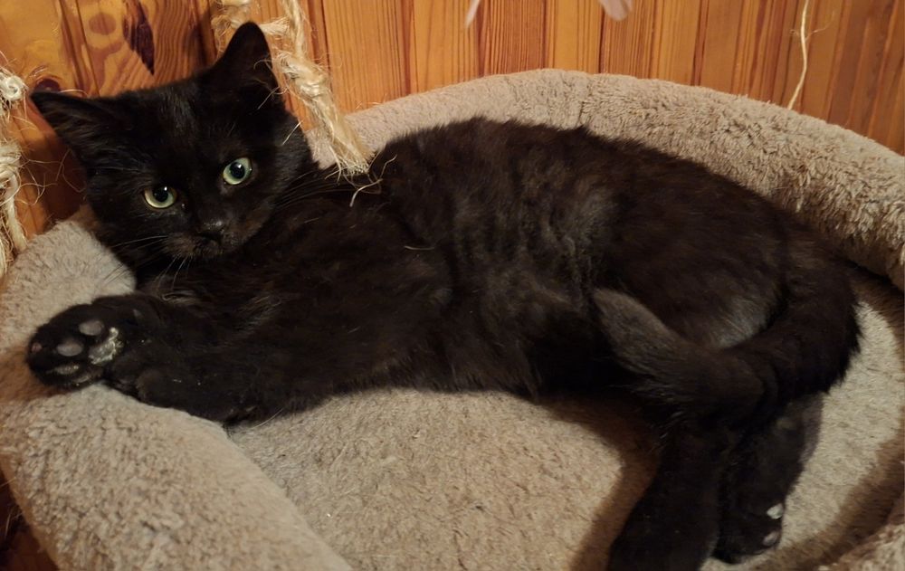 Trzymiesięczna Mrunia czeka na drugą szansę na życie