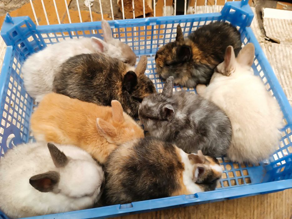Coelhos anões  quem levar dois fica por 50€