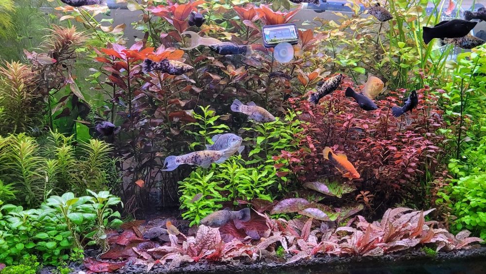 Sprzedam rośliny wysylka