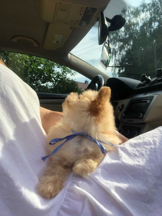 Помапу  краса з характером