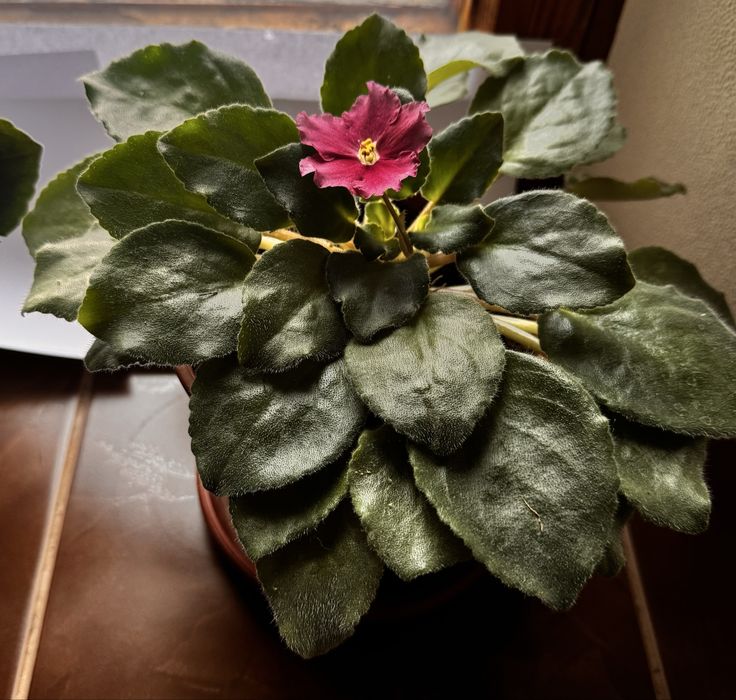 Фіалки кімнатні