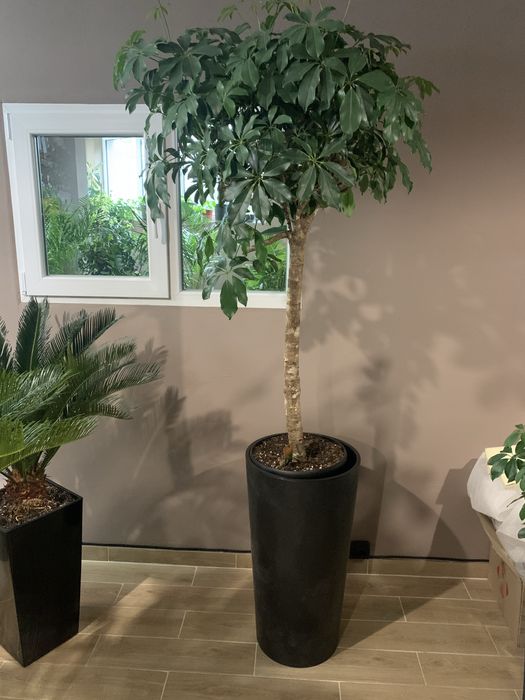 Фікус  ,  Арека. , Стреліція  висота 2 м