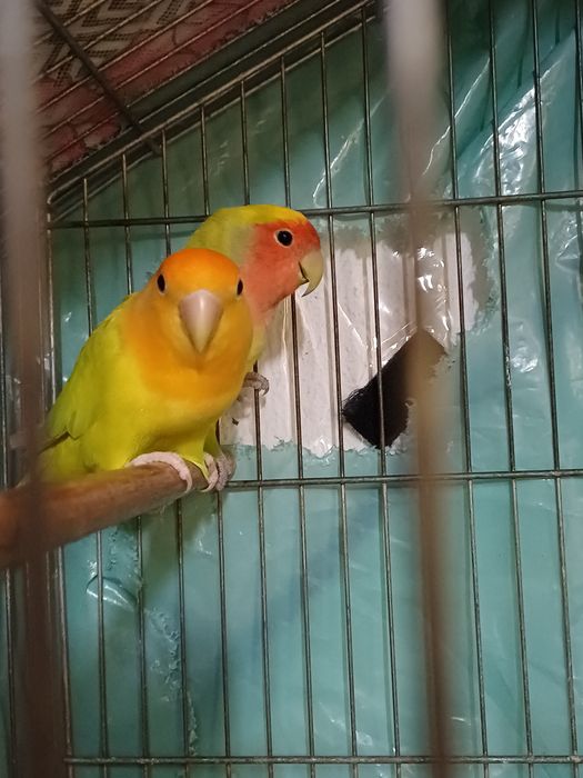 Roseicollis para venda