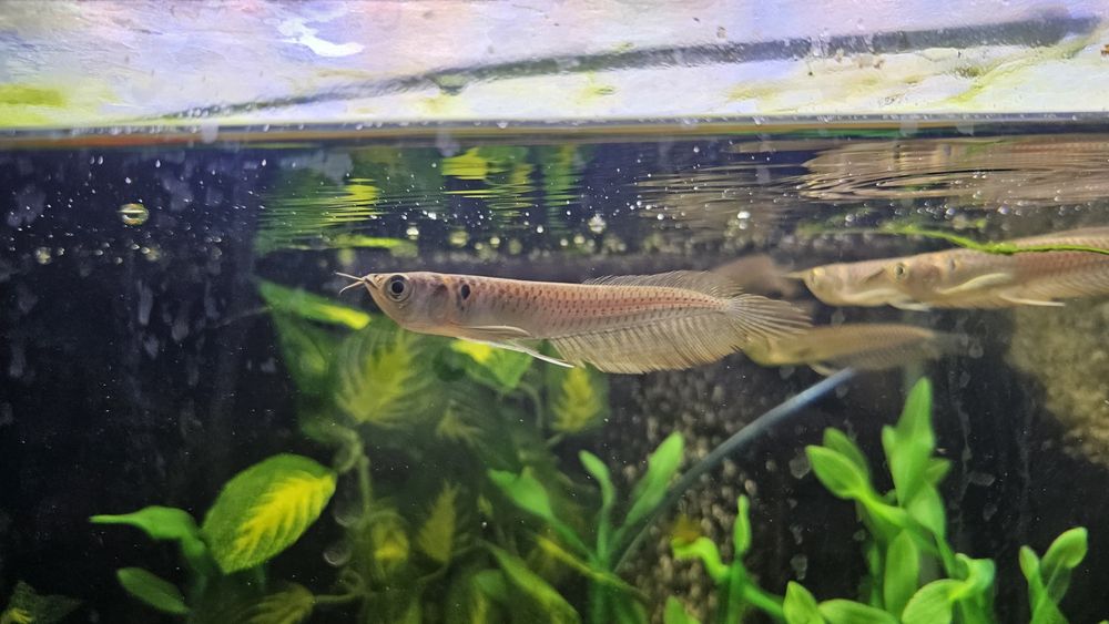 Arowana silver 15cm