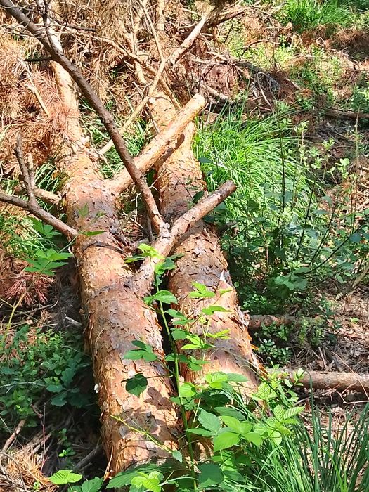 Opał sosna grab dąb