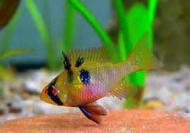 Pielęgnica Ramireza XL. Cetarius