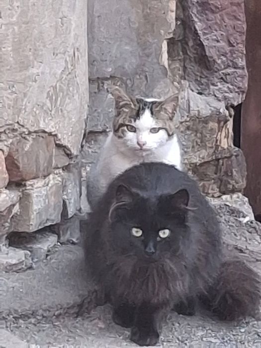 Кішка та котик в добрі руки