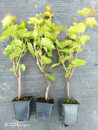 Sadzonki Winogrona 2,5 letnie Deserowe i przerobowe! CAC! 60cm