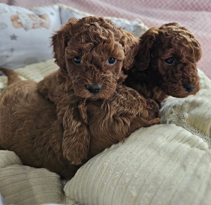 Pudel Toy Red Brown Dziewczynka