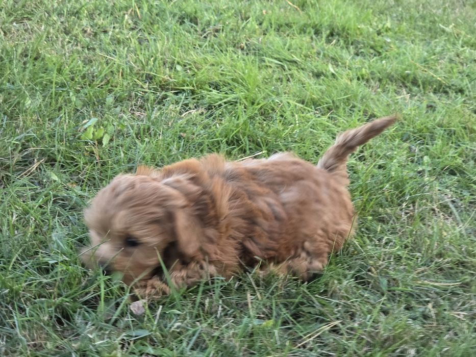 Maltipoo szczenię    z metryką