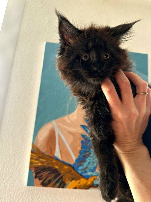 Мейн-кун чарівна дівчинка