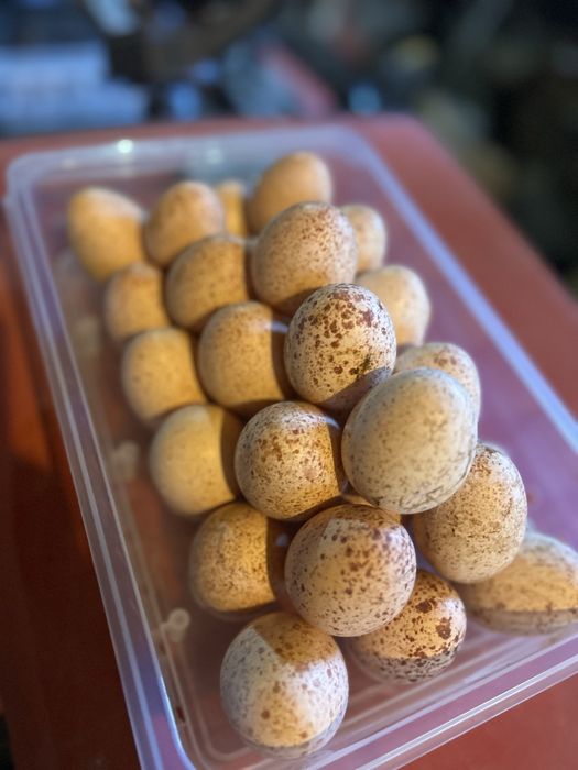 Ovos de perua para chocar