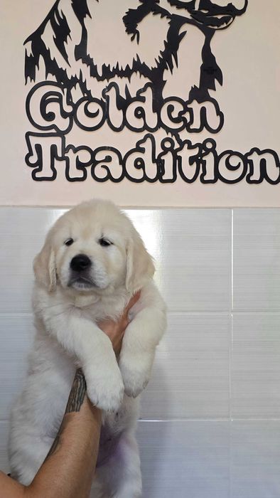 Цуценята ретривера