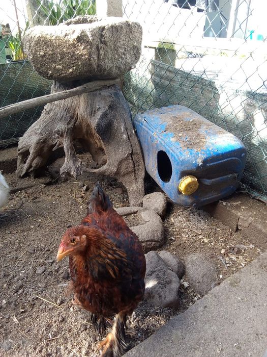 Brahmas, sedosas, pombos e faisões