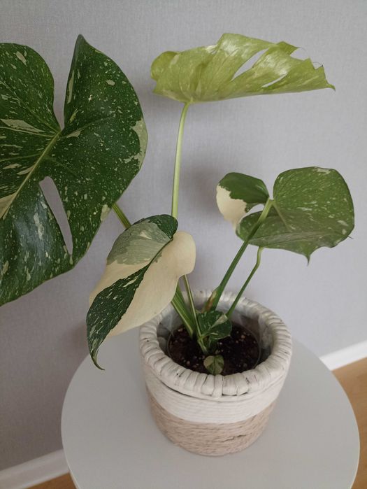 Monstera Thai Mutation