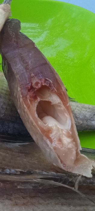 Продам в'ялену рыбу густера .