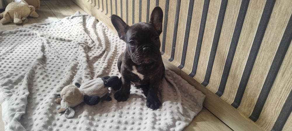 Szczeniak Buldog francuski
