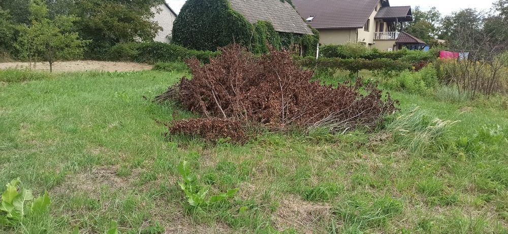 Oddam gałęzie na rębak