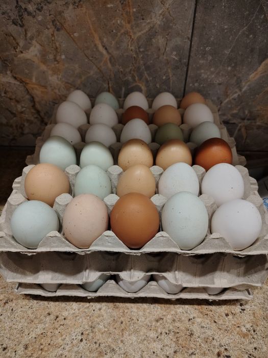 Jajka z wolnego   wybiegu