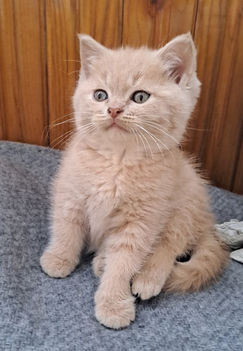 Шотландські кошенята
