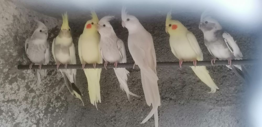 Caturras pérolas brancas albinas arlequim