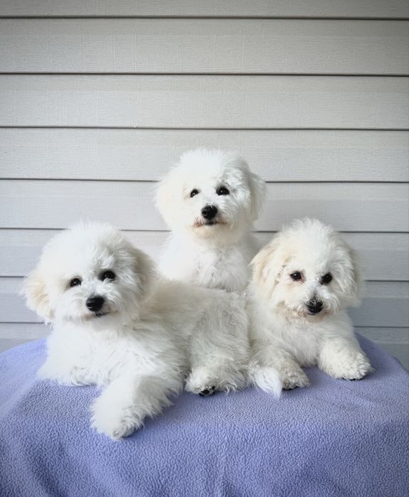 ТЕРМІНОВО Цуценята Бішон фрізе КСУ FCI 10 міс