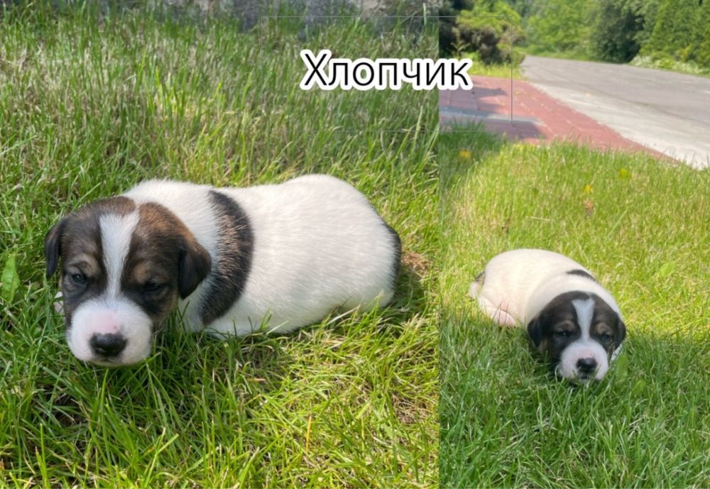 Собаки Джек Расл терєр