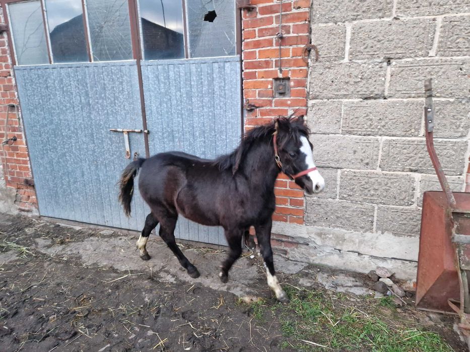 Ogierek kuc walijski odsadek PL PLUTON