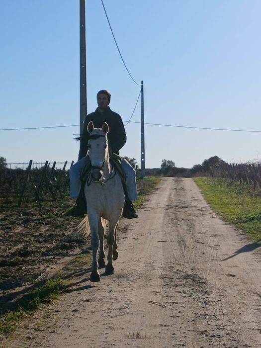 Cavalo Castrado 12 anos