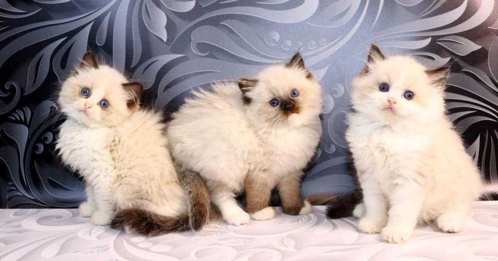 Чистокровні котики з яскравими очима-Ragdoll (Регдолл