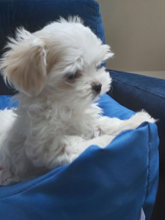 Maltańczyk z rodwowodem