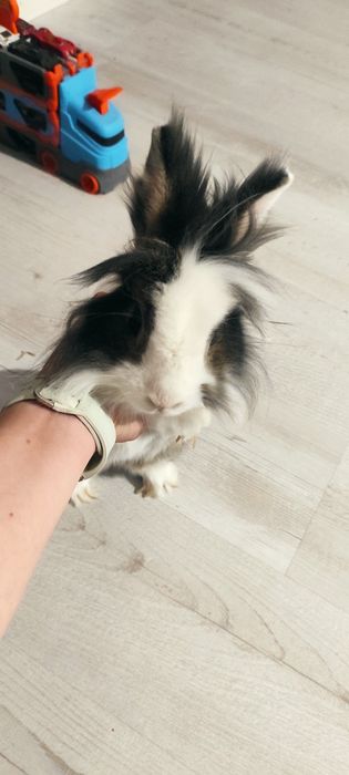 Oddam królika miniaturkę