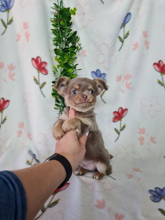 Excecional mini pelo comp Chihuahua/Chiuaua de Qualidad,LinhagemRussa